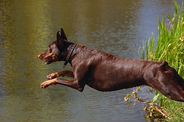 Best Dog-friendly Activities In Whistler - Crystal Lodge